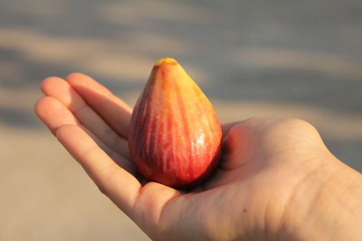 Hands of a woman holding a fresh fig
