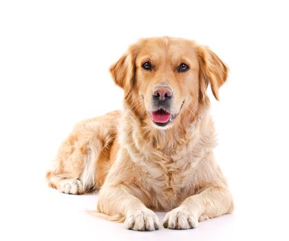 golden retriever dog laying over white background 