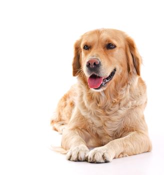 golden retriever dog laying over white background 