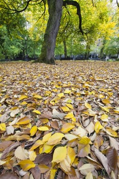 Fall Leaves in Portland Oregon Downtown Park in Autumn Season