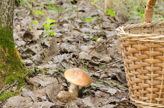 red cap scaber stalk leccinum aurantiacum mushroom near mossy tree and wicker basket.