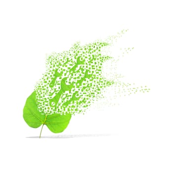 Green leaf of wrench on white background