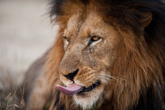 Lion sticking out his tongue, Kruger National Park