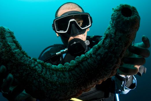 Scuba diver holding up a sea cucumber (Holothuroidea)