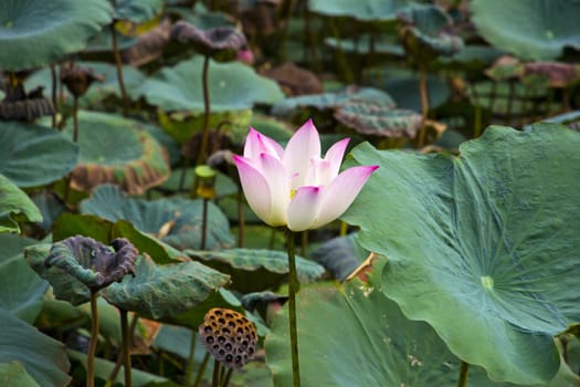Beautiful pink lotus flower blossoming in the natural pond.
