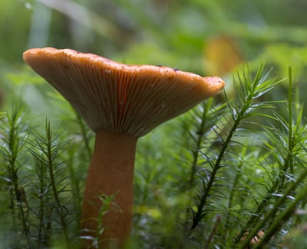 mushroom macro on green moss
