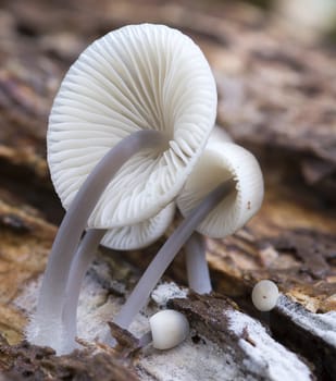 detail of mushroom with seeds and trace