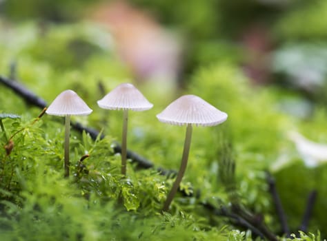 mushroom macro on green moss in autumn