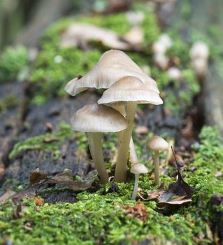 mushroom macro in autumn forrest