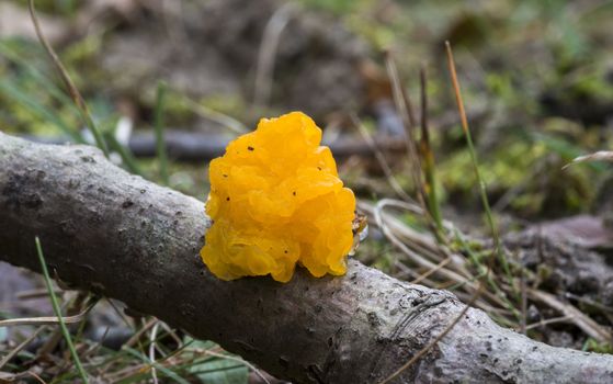 Tremella mesenterica in dutch forrest