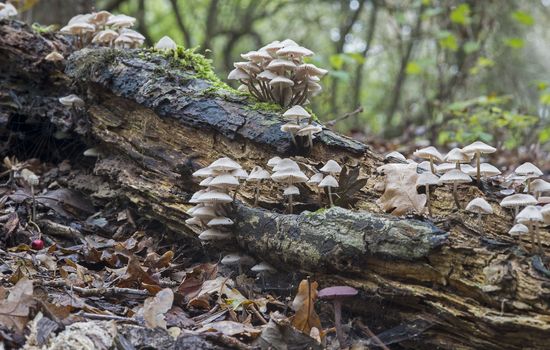 fungus and mushroom in autumn  forrest