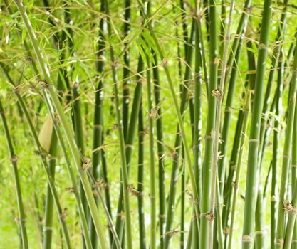 Green bamboo stems, leaves, branches are all green.