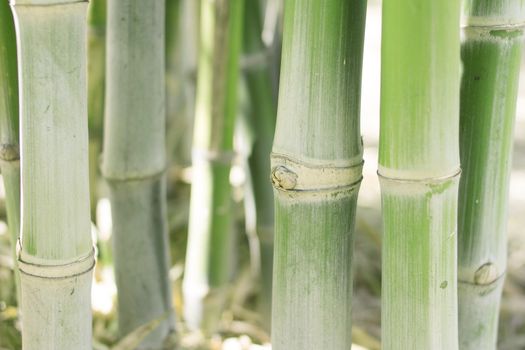 Green bamboo stems, leaves, branches are all green.