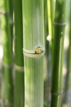 Green bamboo stems, leaves, branches are all green.