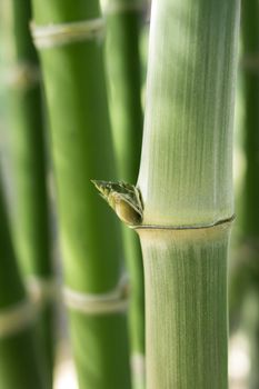 Green bamboo stems, leaves, branches are all green.