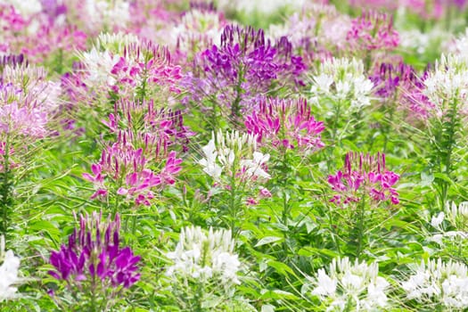 Colorful flowers  White, pink and Purple in the garden 