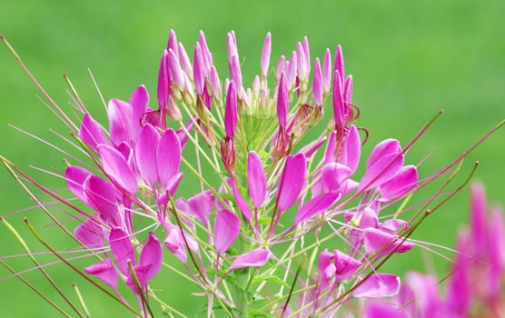 Colorful flowers  White, pink and Purple in the garden 