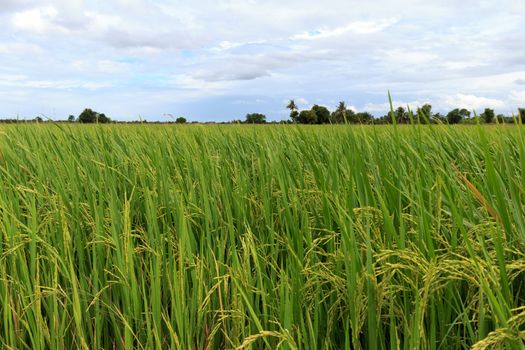 Paddy rice field with cloud background