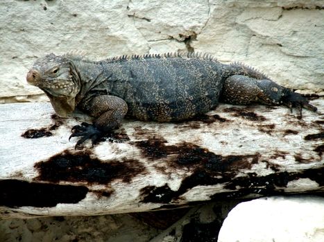 Iguana che si scalda sopra una roccia vicino alla scogliera