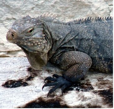 Primo piano di iguana sulla scogliera del mare