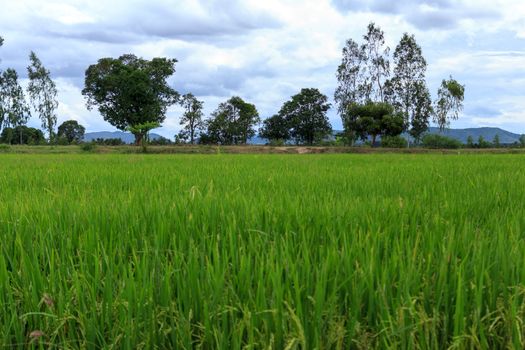 Rice field green grass landscape background