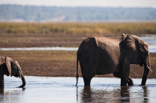 Baby and mother african bush elephant (Loxodonta africana)