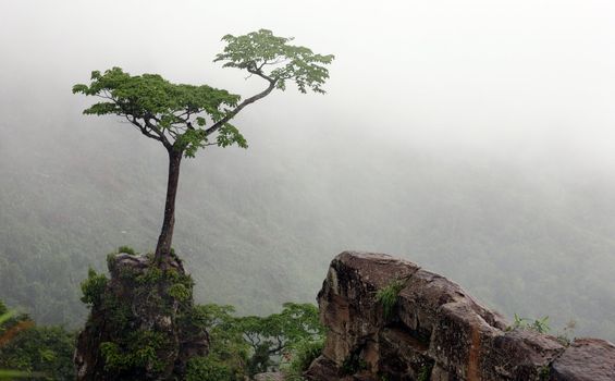 Trees in the rainy hills of Mizoram in North East India