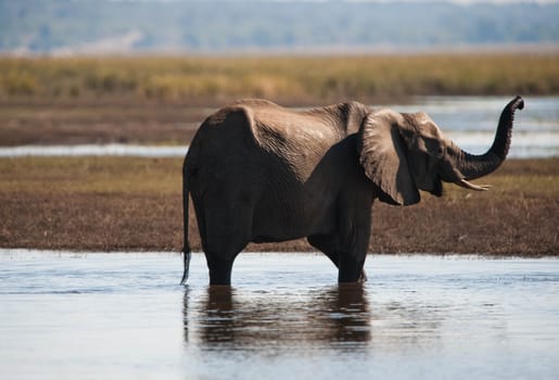 Baby elephant (Loxodonta africana), Chobe National Park