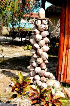 Sculpture of coconut caribbean