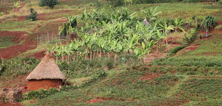 Village farm in South Kivu, Congo