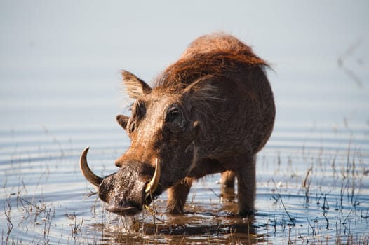 Brown hairy warthog in the water of a river
