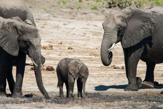 Group of african bush elephants (loxodonta africana)