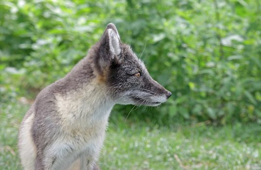 An Arctic Fox (Vulpes lagopus), in it's summer coat.
