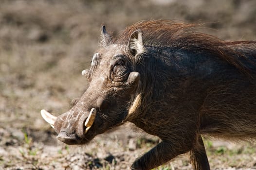 Running warthog (Phacochoerus africanus) up close in Botswana