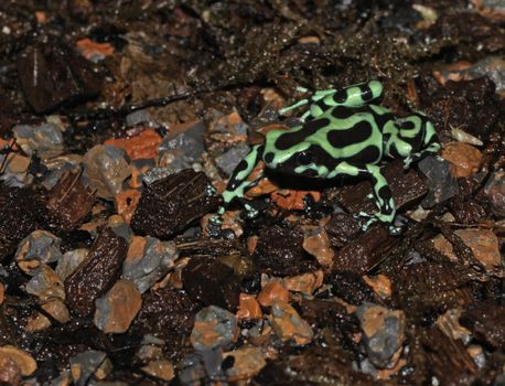 A Green and Black Poison Dart Frog (Dendrobates auratus) is a poison dart frog native to Central America and northwestern South America.