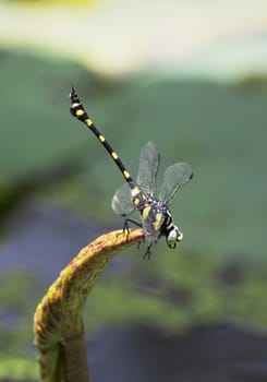 Yellow dragonfly in the garden 