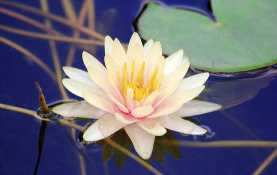 White lotus  Water lily with green leaves on the lake