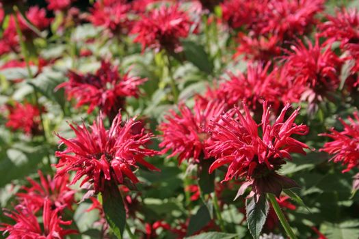 Pink bee balm (Monarda) flowers in a garden.
