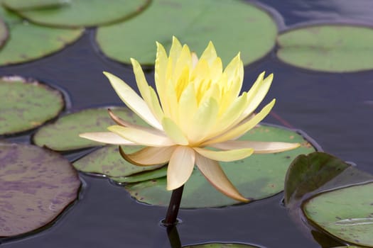 yellow lotus blooming with reflection
