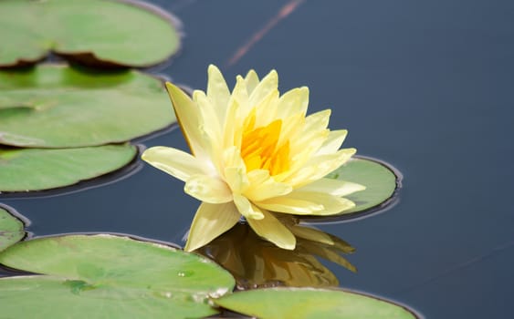 yellow lotus blooming with reflection