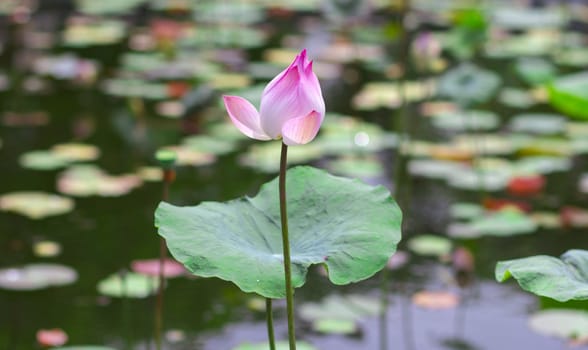 Beautiful pink lotus flower blossoming in the natural pond.