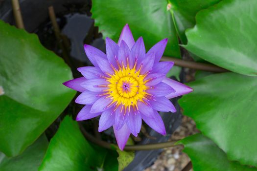purple lotus in the pond.