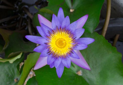 purple lotus in the pond.