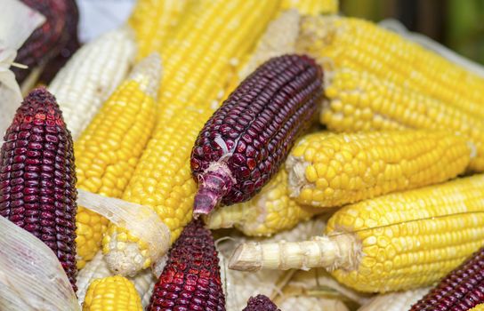 Freshly harvested corn, close up.