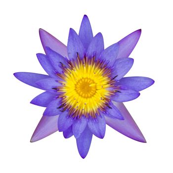 Purple lotus flower on a white background. For a background image.