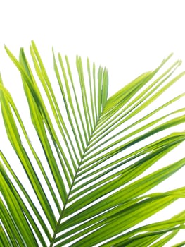 Beautiful palm leaf isolated on white background