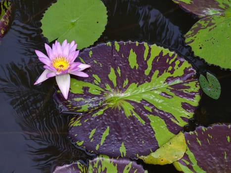 Pink lotus flower blossom with beautiful foliage