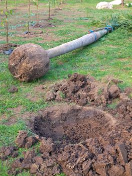 Digging a hole on lawn for plant