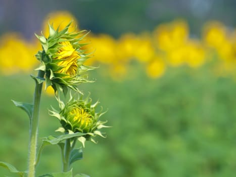 Sunflower bud against sunflower field on background