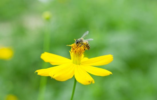 nature insect bee on the yellow flower
